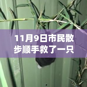 散步奇遇，救助‘鳥界二哈’的自我成長啟示