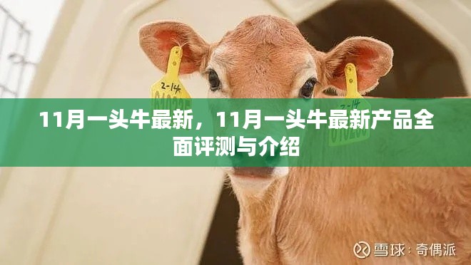 11月一頭牛最新產(chǎn)品全面評測與介紹，最新動態(tài)一覽