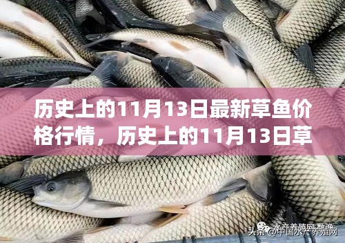 歷史上的草魚行情，揭秘11月13日的草魚價(jià)格與市場走勢分析