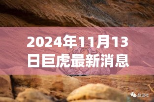 巨虎躍新天，學(xué)習(xí)力量與自信之光的蛻變——2024年11月13日最新消息