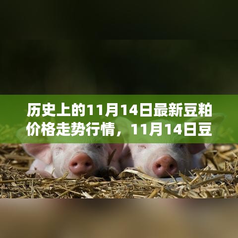 歷史上的豆粕價格走勢分析，回顧與預(yù)測