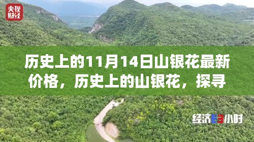 探尋山銀花價(jià)格變遷背后的故事與影響，歷史上的最新價(jià)格回顧（11月14日）