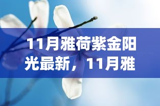 11月雅荷紫金陽(yáng)光下的勵(lì)志蛻變，自信、成就與正能量并行不悖的旅程