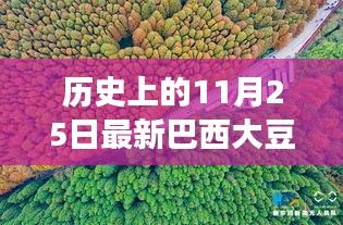 探尋自然秘境，巴西大豆與心靈之旅的交匯點(diǎn)——?dú)v史上的最新巴西大豆報(bào)道