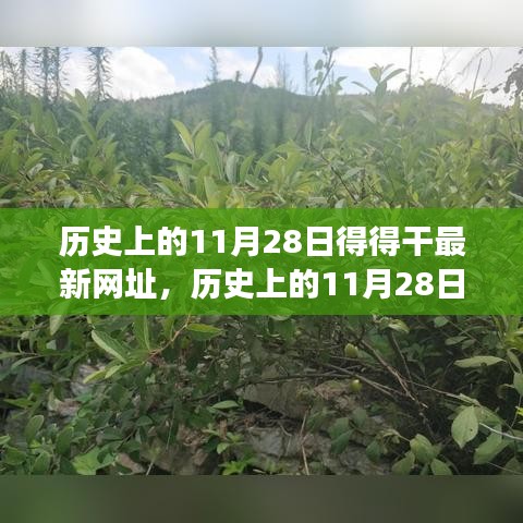 歷史上的11月28日，追尋自然美景之旅，探索內(nèi)心寧靜港灣的新網(wǎng)址揭秘