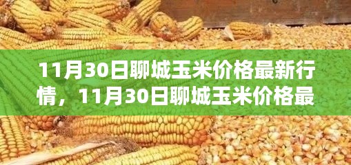 掌握聊城玉米最新行情，解析11月30日玉米價(jià)格動(dòng)態(tài)及應(yīng)對(duì)策略