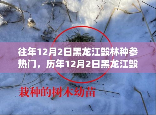 黑龍江毀林種參事件回顧，探尋背后的故事與啟示，歷年12月2日熱門事件聚焦