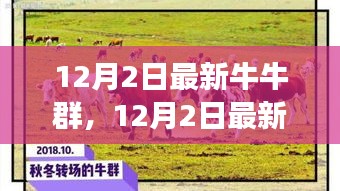 探索潮流社交新領(lǐng)地，最新牛牛群集結(jié)