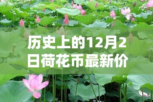 小紅書帶你穿越金融時(shí)光，歷史上的荷花幣最新價(jià)格表（12月2日版）