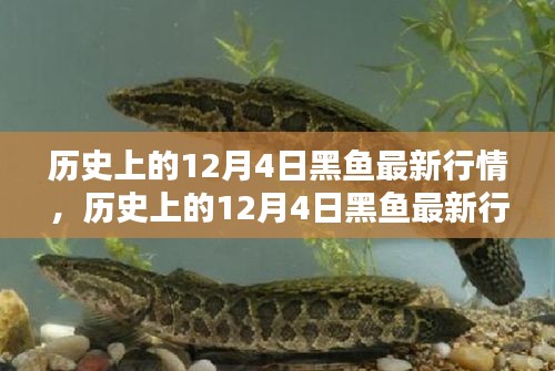 歷史上的12月4日黑魚行情深度解析，特性、體驗、競品對比與用戶群體分析