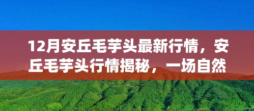 安丘毛芋頭最新行情揭秘與冬季自然美景之旅