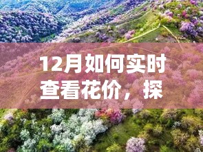 探秘小巷深處的花之秘境，揭秘十二月實時鮮花價格查看指南