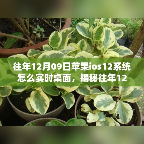 揭秘，蘋果iOS 12系統(tǒng)實(shí)時(shí)桌面設(shè)置指南（往年12月9日發(fā)布）