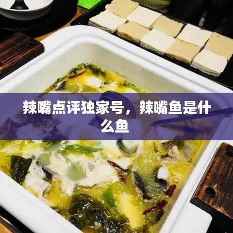 辣嘴點評獨家號，辣嘴魚是什么魚 