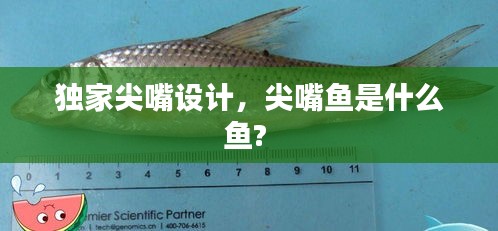 獨(dú)家尖嘴設(shè)計(jì)，尖嘴魚是什么魚? 