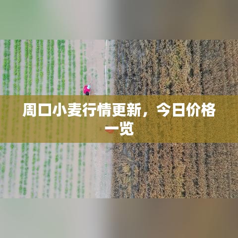 周口小麥行情更新，今日價格一覽