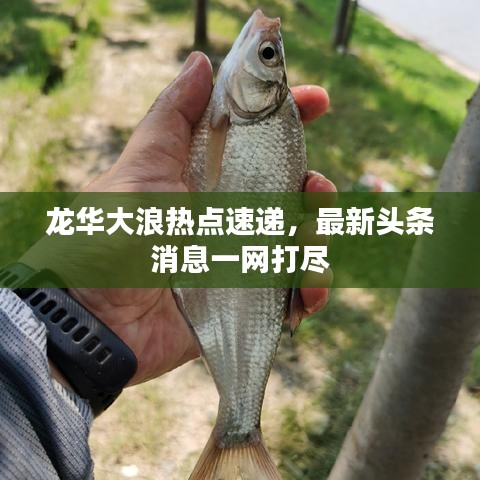 龍華大浪熱點(diǎn)速遞，最新頭條消息一網(wǎng)打盡