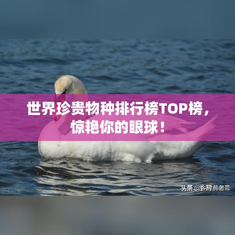 世界珍貴物種排行榜TOP榜，驚艷你的眼球！