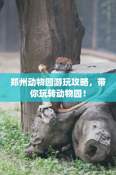 鄭州動(dòng)物園游玩攻略，帶你玩轉(zhuǎn)動(dòng)物園！