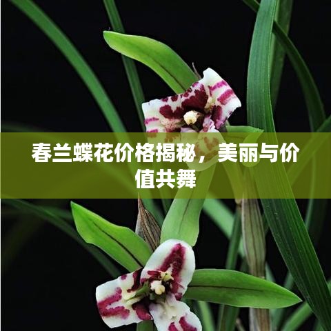 春蘭蝶花價(jià)格揭秘，美麗與價(jià)值共舞