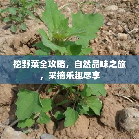 挖野菜全攻略，自然品味之旅，采摘樂趣盡享