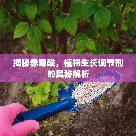 揭秘赤霉酸，植物生長(zhǎng)調(diào)節(jié)劑的奧秘解析