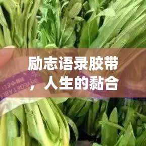 勵(lì)志語錄膠帶，人生的黏合劑，引領(lǐng)你走向成功之路