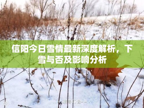 信陽今日雪情最新深度解析，下雪與否及影響分析