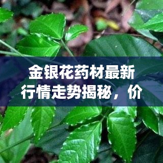 金銀花藥材最新行情走勢揭秘，價格動態(tài)與市場趨勢分析