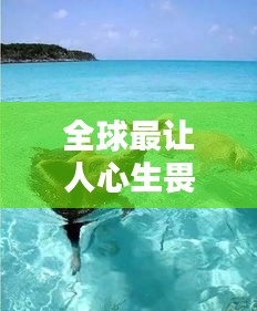 全球最讓人心生畏懼的海豹排名大揭秘！