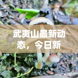 武夷山最新動(dòng)態(tài)，今日新聞速遞