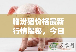 臨汾豬價格最新行情揭秘，今日走勢分析與預(yù)測