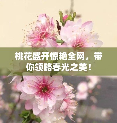 桃花盛開驚艷全網(wǎng)，帶你領(lǐng)略春光之美！