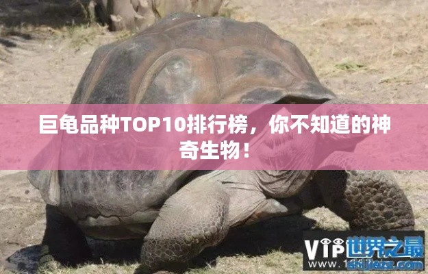 巨龜品種TOP10排行榜，你不知道的神奇生物！