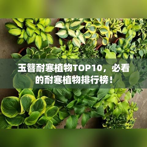 玉簪耐寒植物TOP10，必看的耐寒植物排行榜！