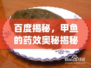 百度揭秘，甲魚的藥效奧秘揭秘！