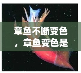 章魚不斷變色，章魚變色是主動(dòng)變異嗎 