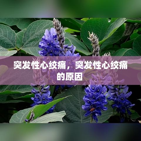 突發(fā)性心絞痛，突發(fā)性心絞痛的原因 