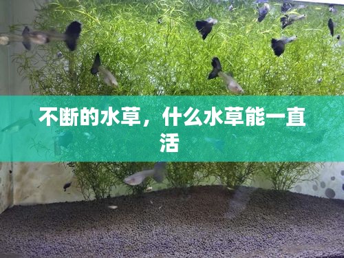 不斷的水草，什么水草能一直活 