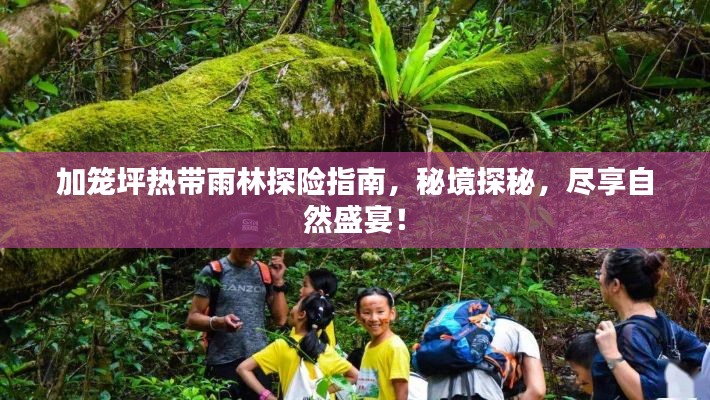 加籠坪熱帶雨林探險(xiǎn)指南，秘境探秘，盡享自然盛宴！