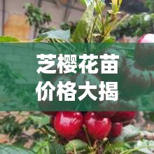 芝櫻花苗價(jià)格大揭秘，價(jià)值與種植成本全解析