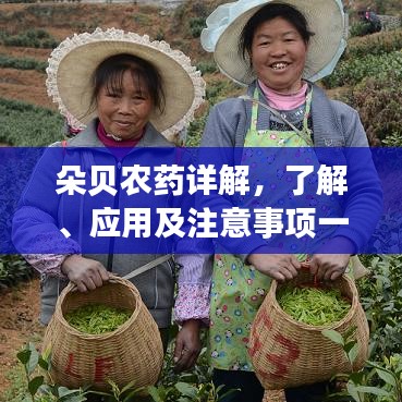 朵貝農藥詳解，了解、應用及注意事項一網打盡