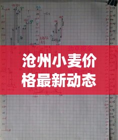 滄州小麥價格最新動態(tài)，市場走勢與影響因素深度解析